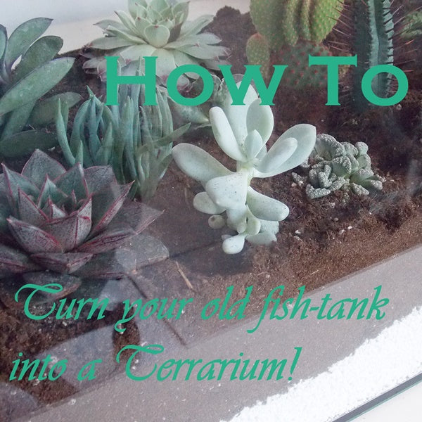 DIY: How to Turn your Old Fish-Tank Into a Terrarium  The C2V Brand